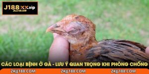 các loại bệnh ở gà