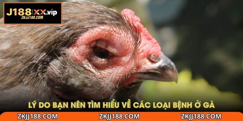 Lý do bạn nên tìm hiểu về các loại bệnh ở gà