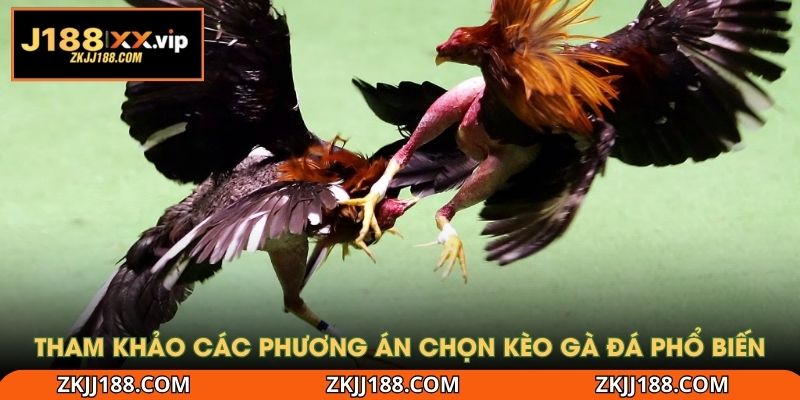 Tham khảo các phương án chọn kèo gà đá phổ biến
